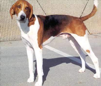 American Foxhound apartment dog guide