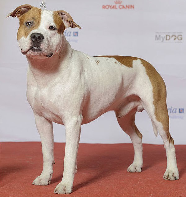 American Staffordshire Terrier apartment dog guide
