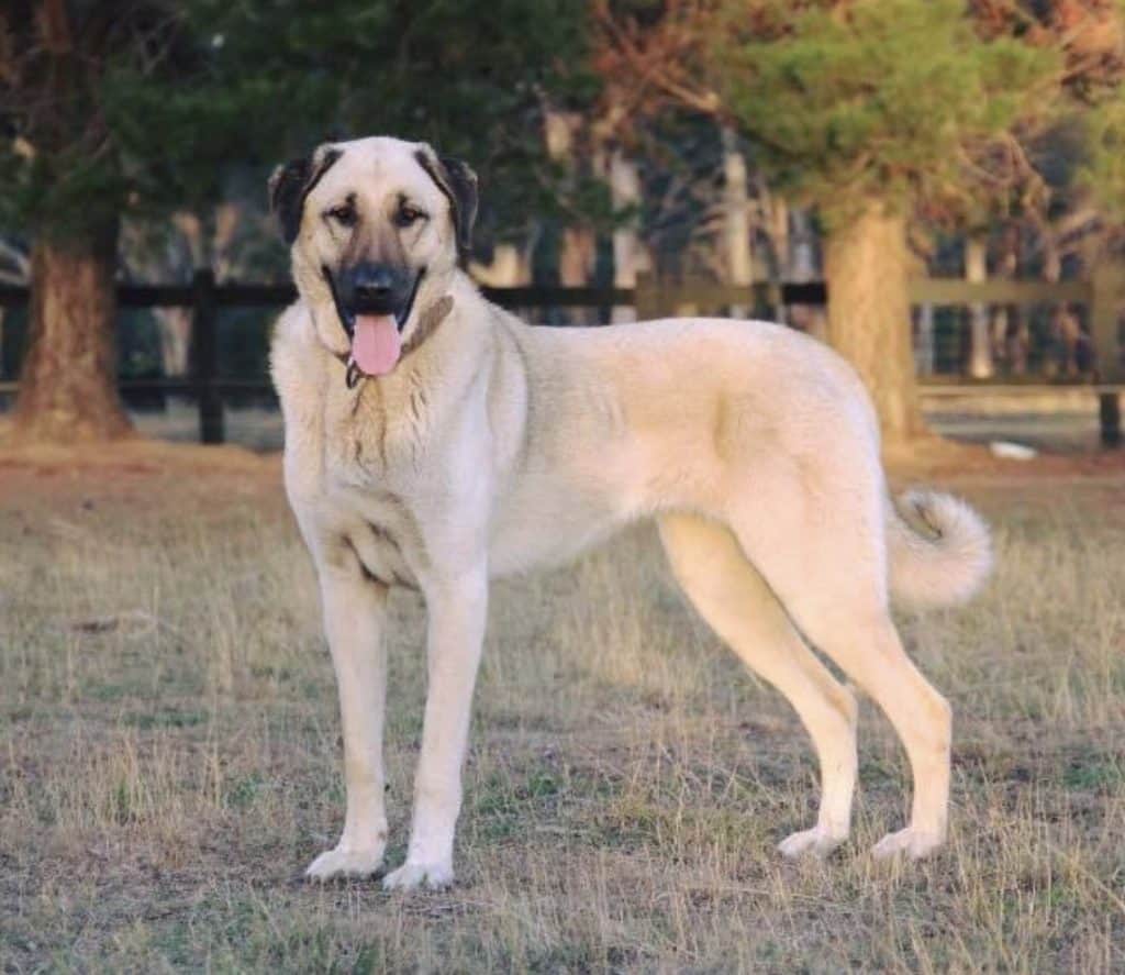 Anatolian Shepherd Dog apartment dog guide