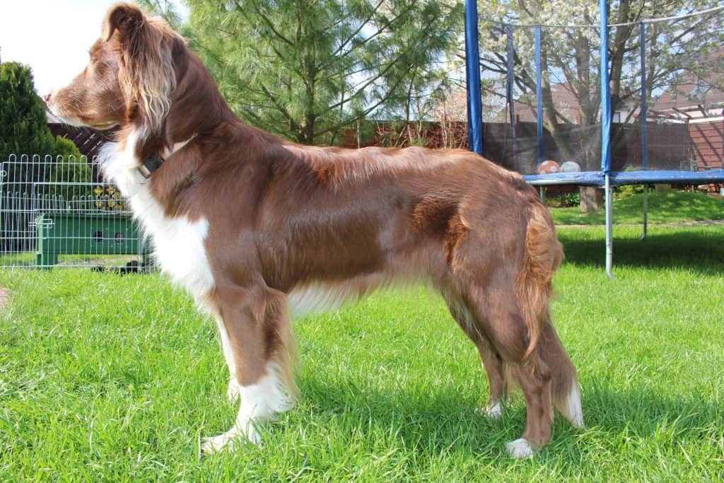 Australian Shepherd apartment dog guide