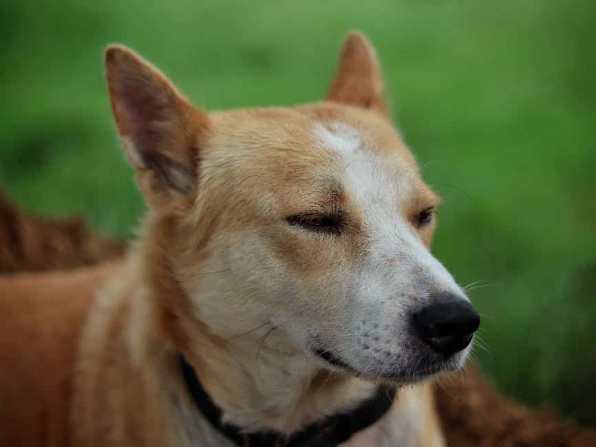 Canaan Dog: Complete Care Guide for New Owners - Busy Pet Parent
