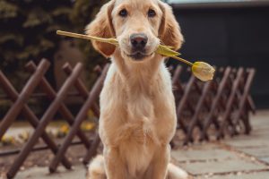 Golden retriever scared of thunderstorm hiding under bed - dog anxiety during storms