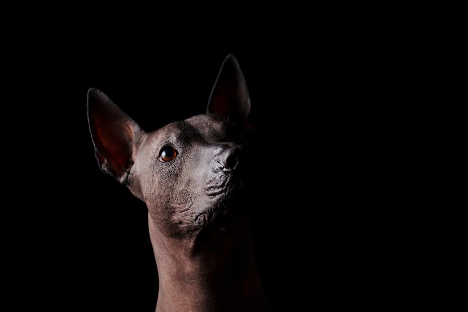 Xoloitzcuintli: Complete Care Guide for New Owners - Busy Pet Parent