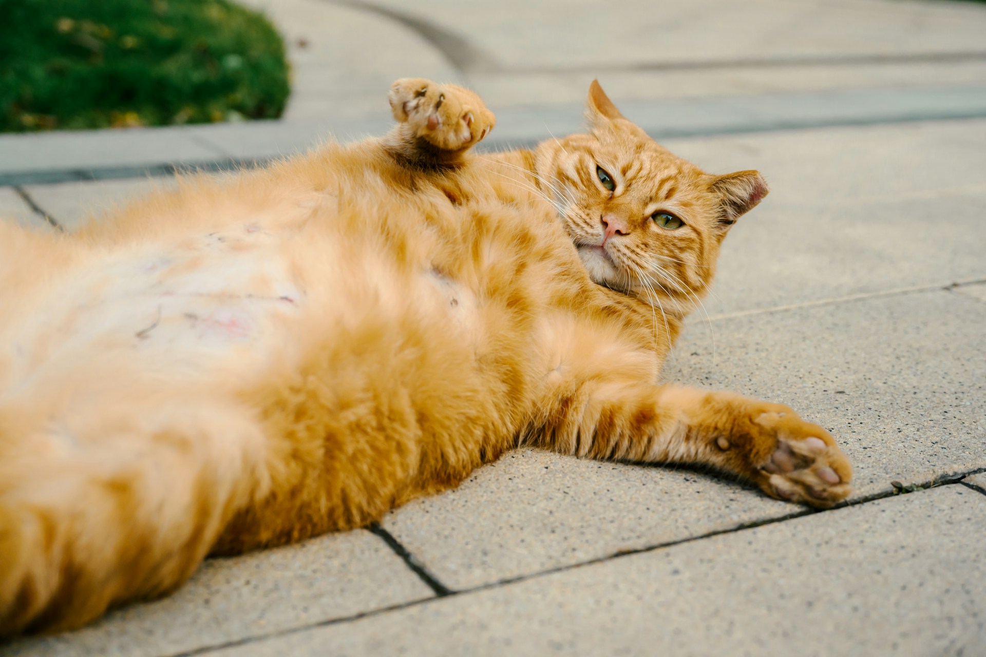 Pet ownership statistics — orange tabby cat lounging outdoors