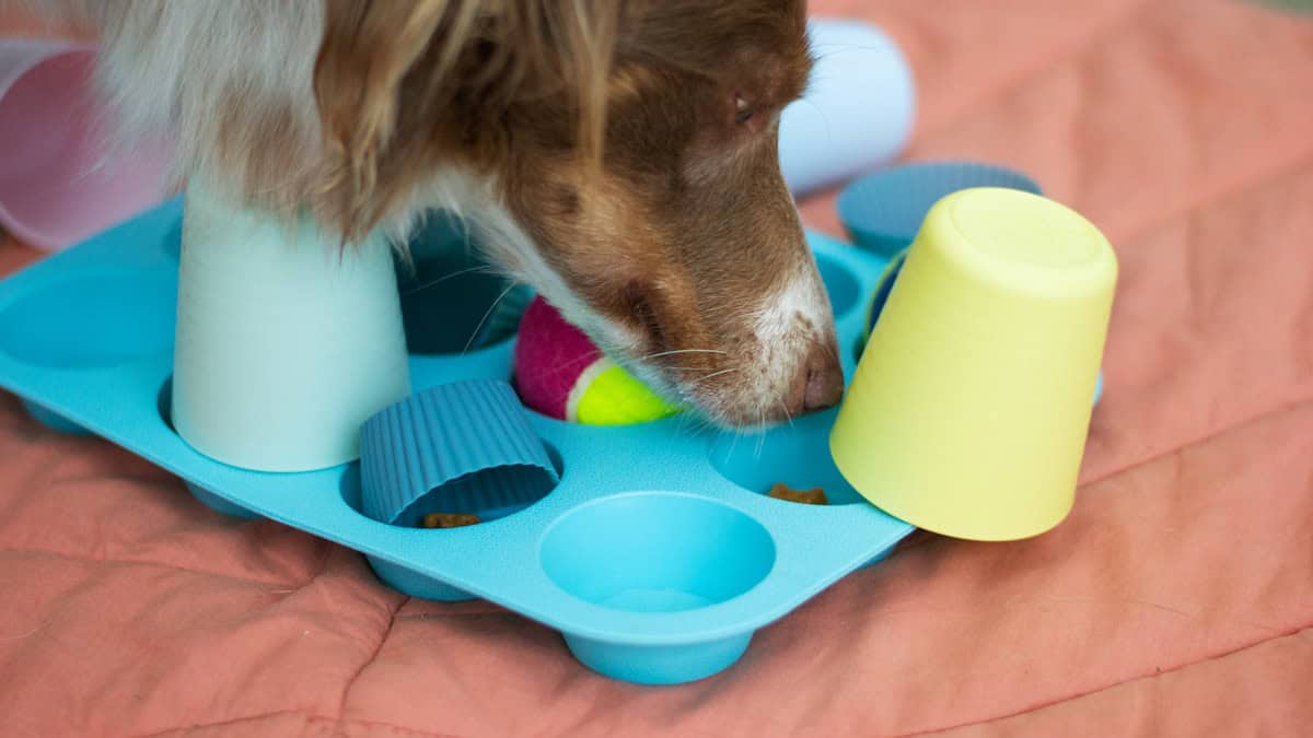dog playing with puzzle toy