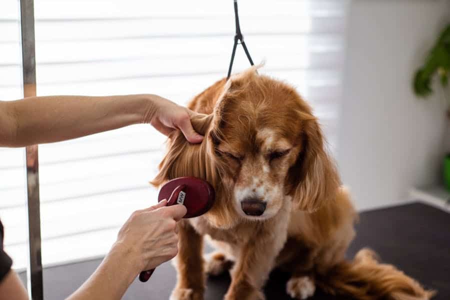 professional groomer brushing a dog's coat