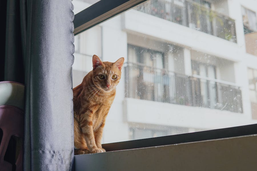 orange tabby cat by an apartment window — indoor cats thrive with a clean litter area