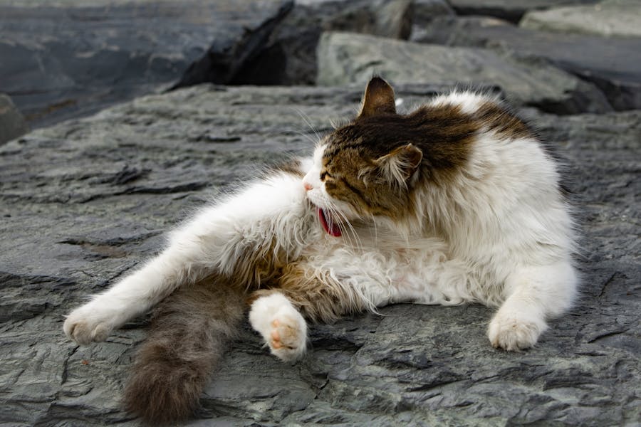 fluffy cat grooming itself — cats need a fresh litter box to stay naturally clean