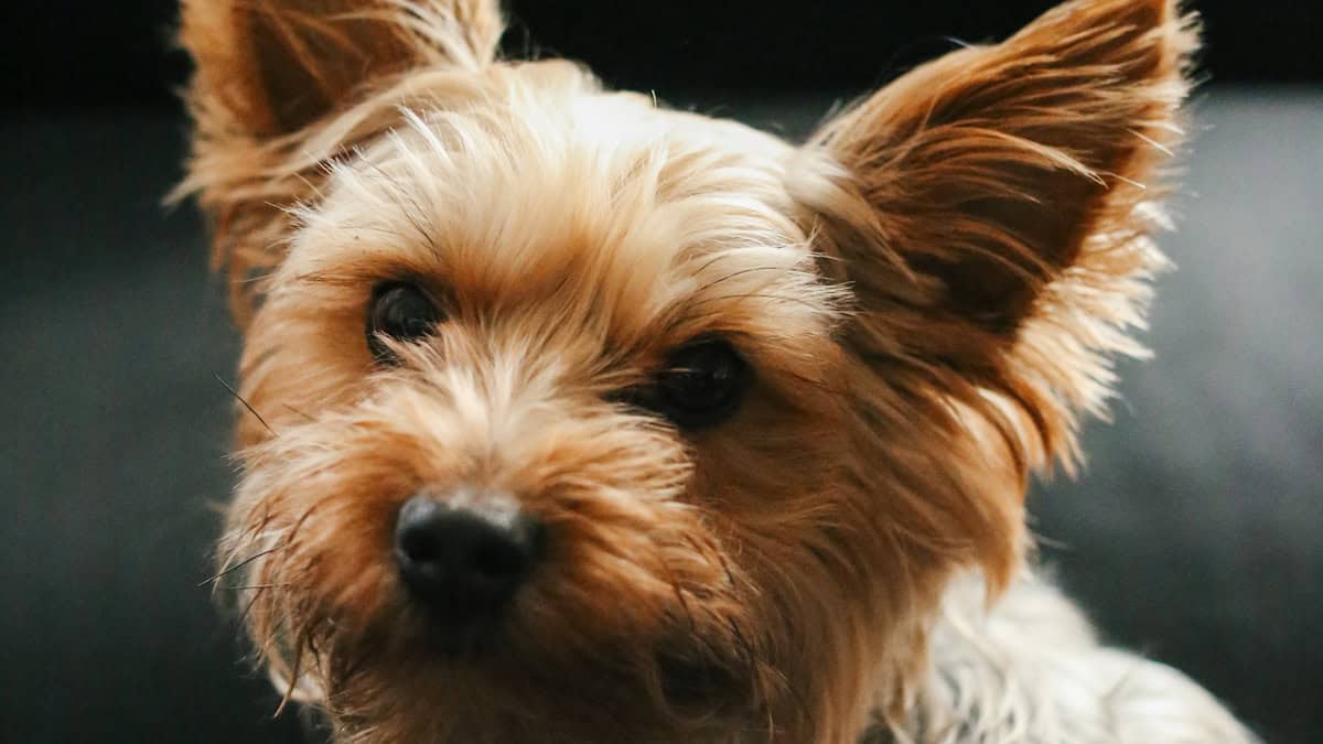 small dog in apartment living room