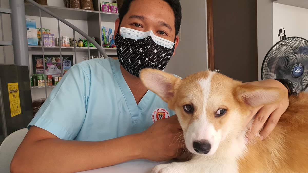 veterinarian examining dog clinic
