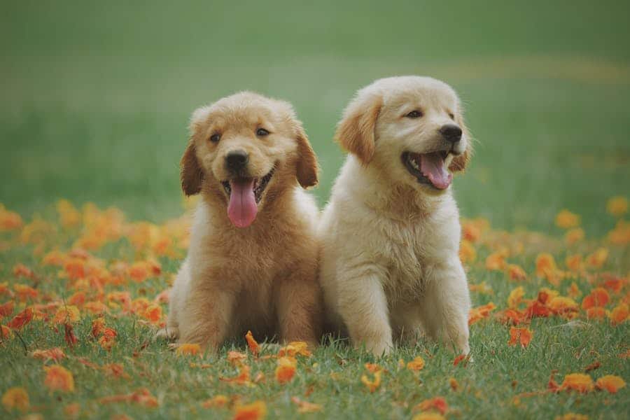 5 eye opening pet expenses most owners forget to budget for and how to save dog — breed characteristics and care guide