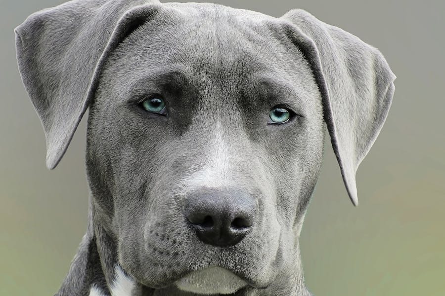 5 preventive pet care habits that save you money dog — breed characteristics and care guide