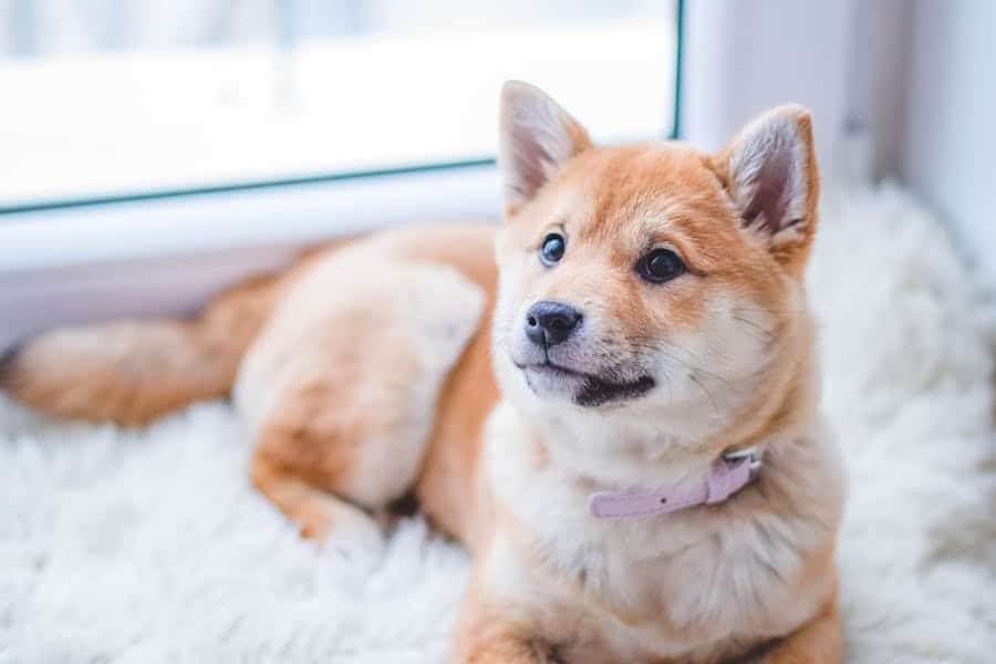 10 ways to save money on pet supplies without sacrificing quality — care guide and breed overview