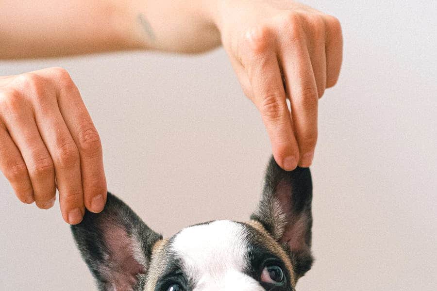5 preventive pet care habits that save you money dog — temperament, training, and health tips