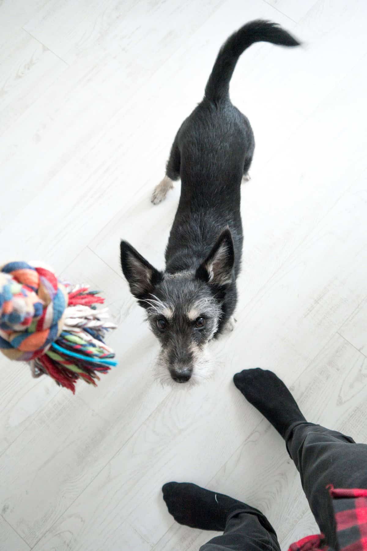 Dog playing with rope toy indoors — a great rainy day game for apartment dogs