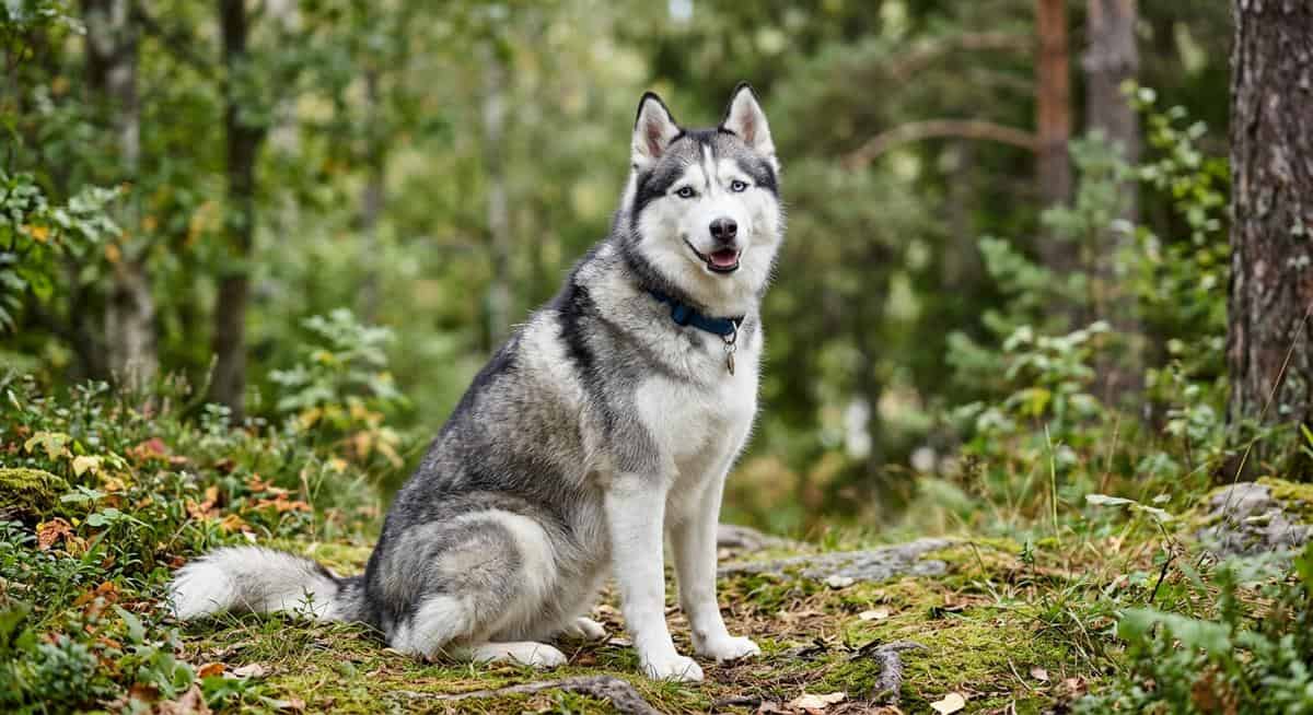 Siberian Husky with a thick healthy double coat showing guard hairs and undercoat layers