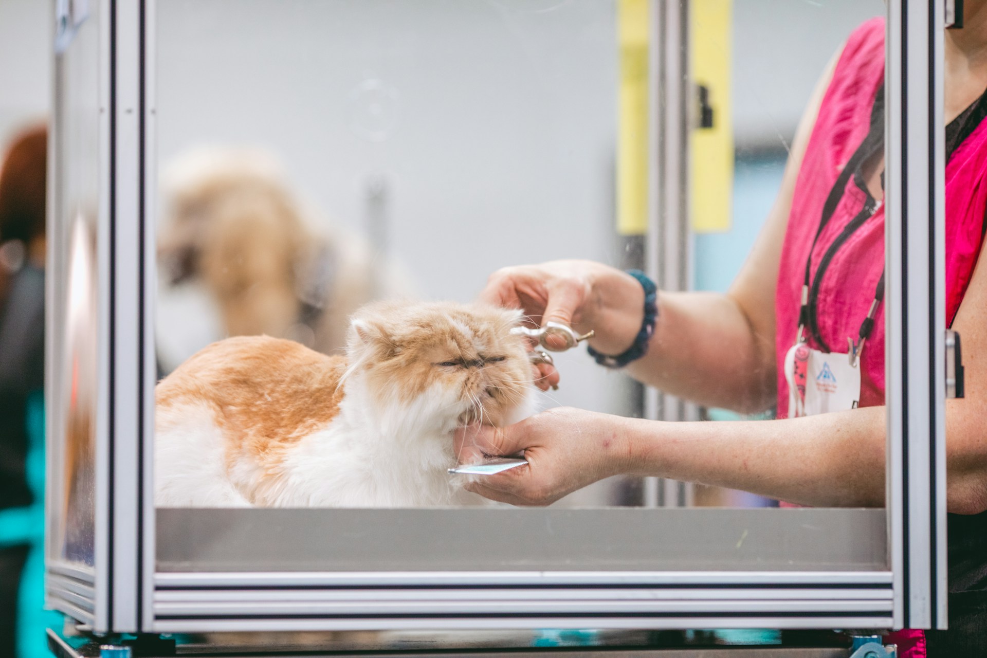 Pet Care Spending Statistics 2026