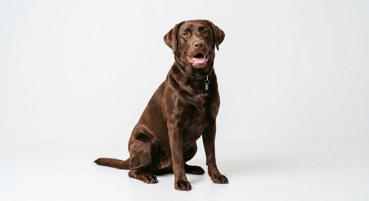 Chocolate Labrador with a glossy healthy smooth short coat